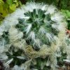 Mammillaria _bocasana_ ssp.bocasana_ 02